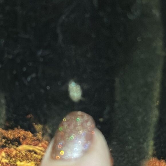 Vintage Desert Sunset Black Velvet Painting Wooden Framed Desert Landscape - Picture 12 of 17